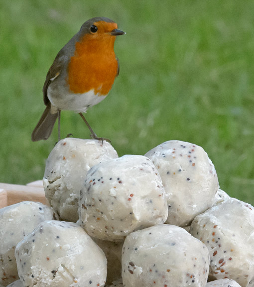 Suet for Birds Premium UK Bird Suet RSPB Shop